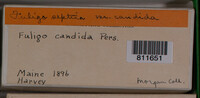 Fuligo septica image